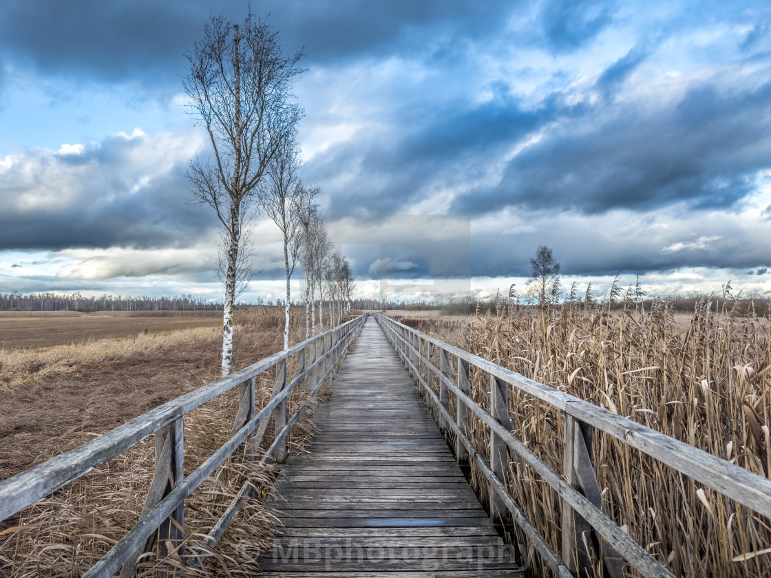 "Boardwalk around the Federsee, Bad Buchau" stock image