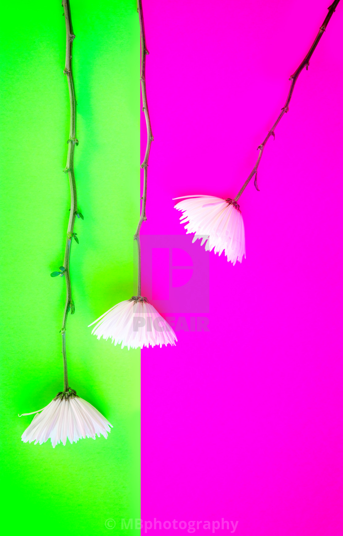 "Three white flowers on a pink and green background, copy space" stock image