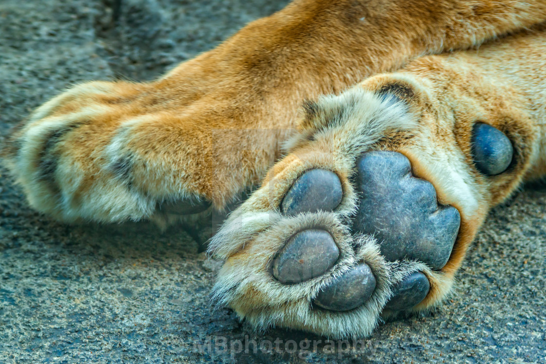 "Bottom side of a lion paw, foot print, selective focus" stock image