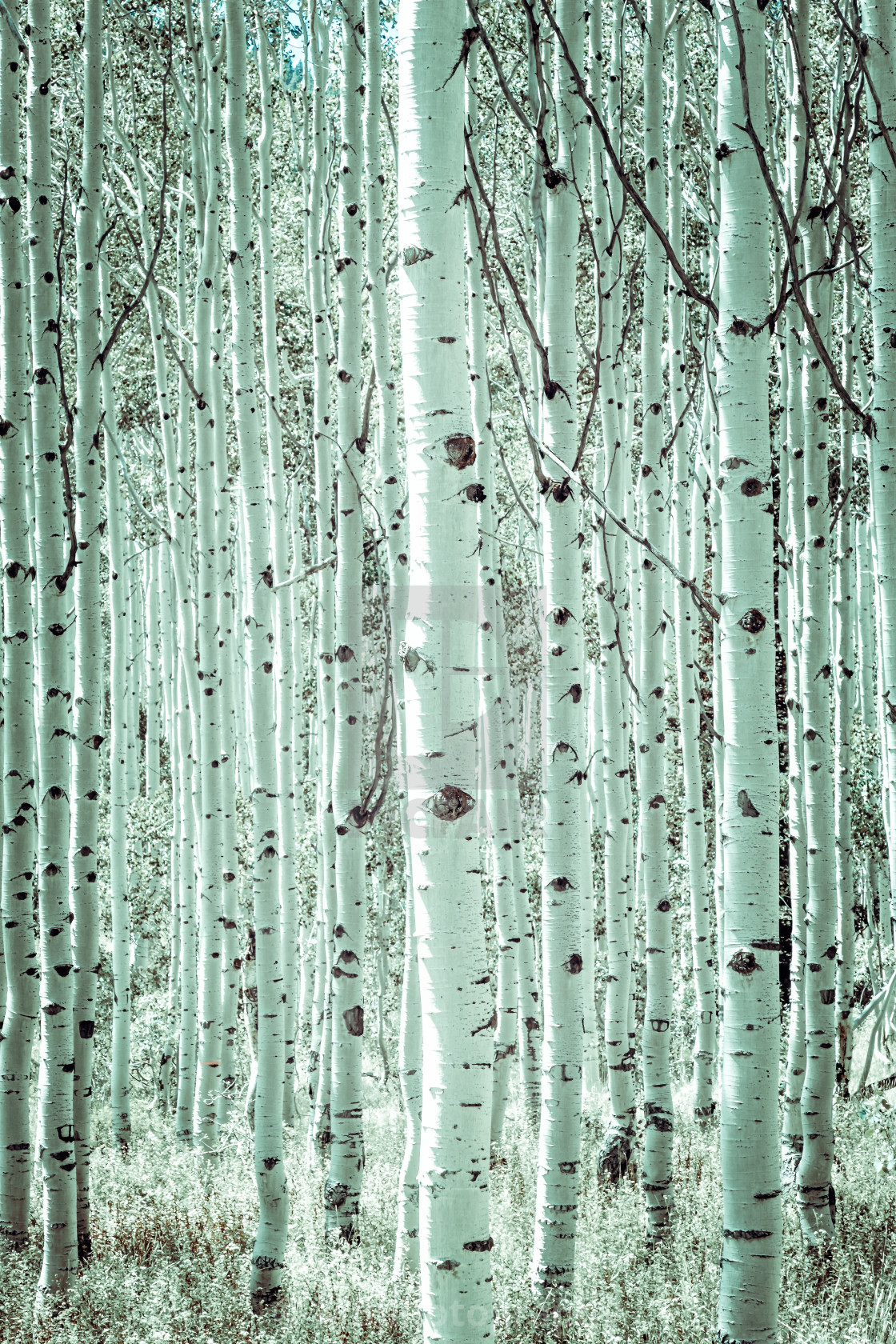 "A forest of aspen trees in Utah" stock image