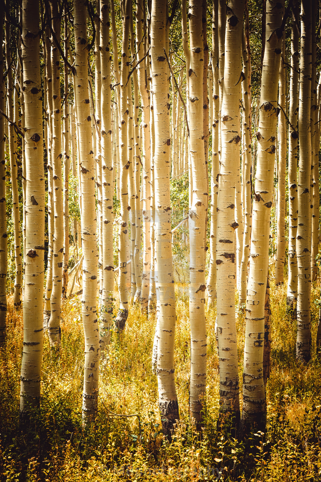 "A forest of aspen trees in Utah" stock image