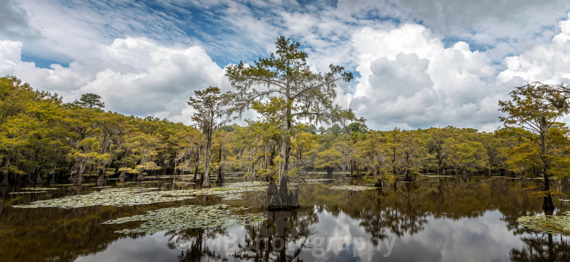 "The magical landscape of the Caddo Lake, Texas" stock image