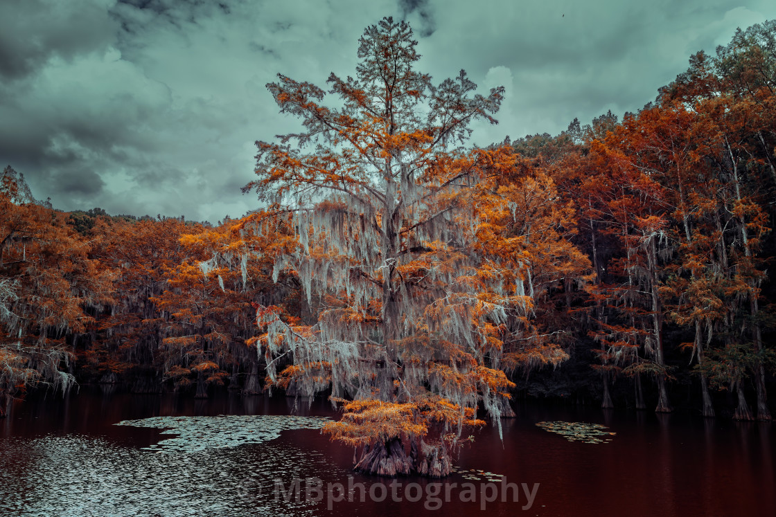 "The magical and fairytale like landscape of the Caddo Lake, Texa" stock image