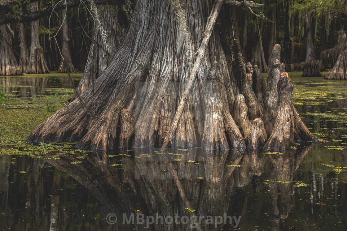 "The roots of a cypress tree in the Caddo Lake, Texas" stock image