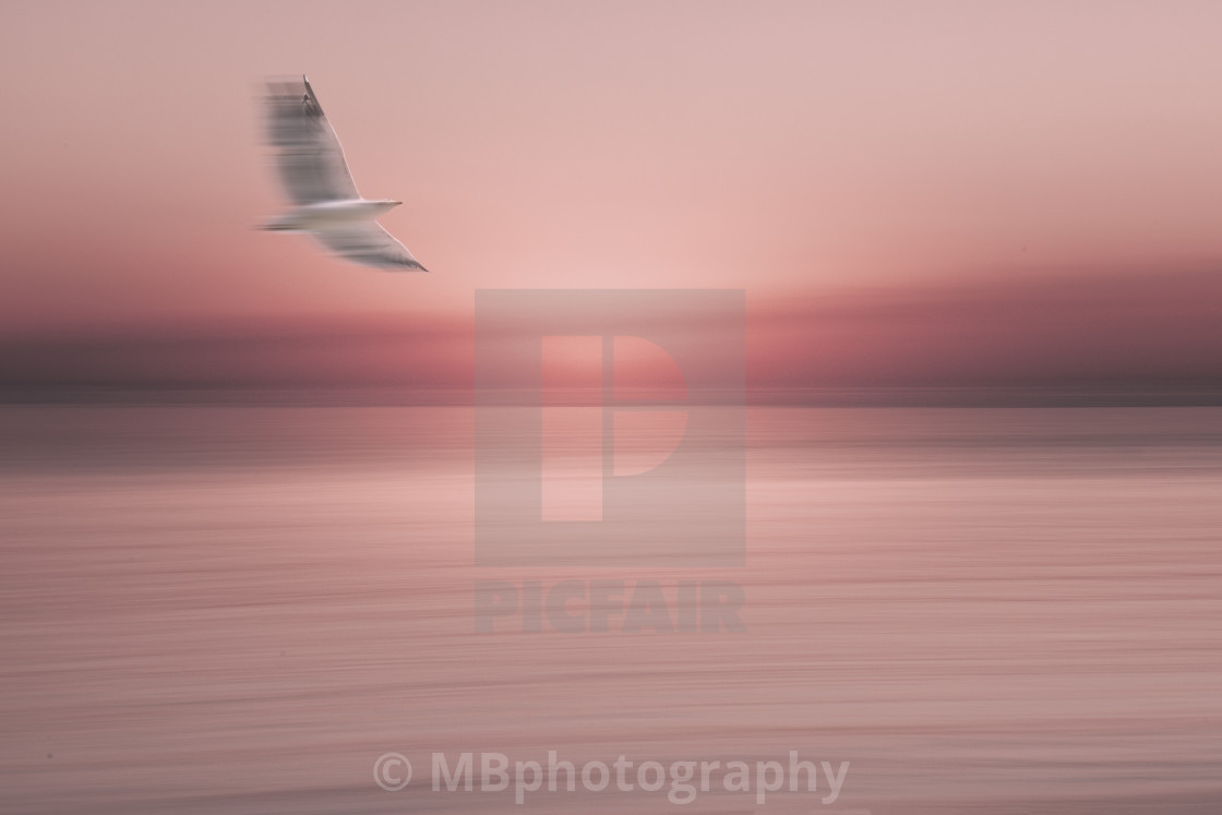 "Flying seagull over the dreamy pink water of Florida" stock image