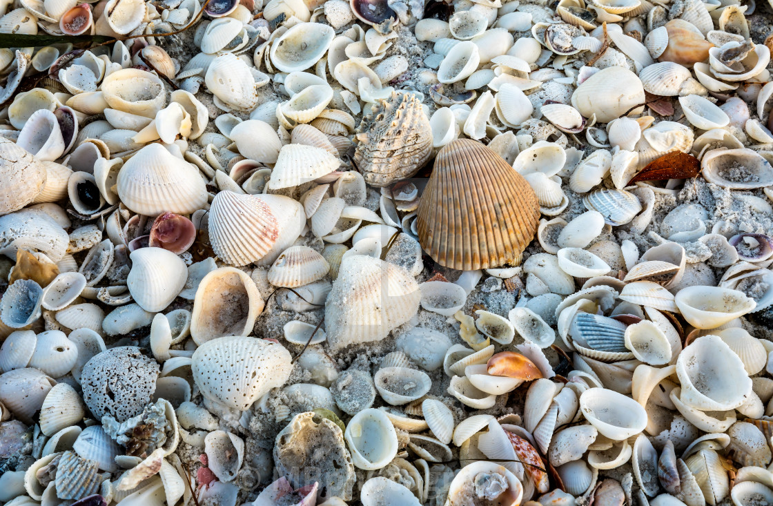 "Full frame shot of sea shells on a Florida beach" stock image