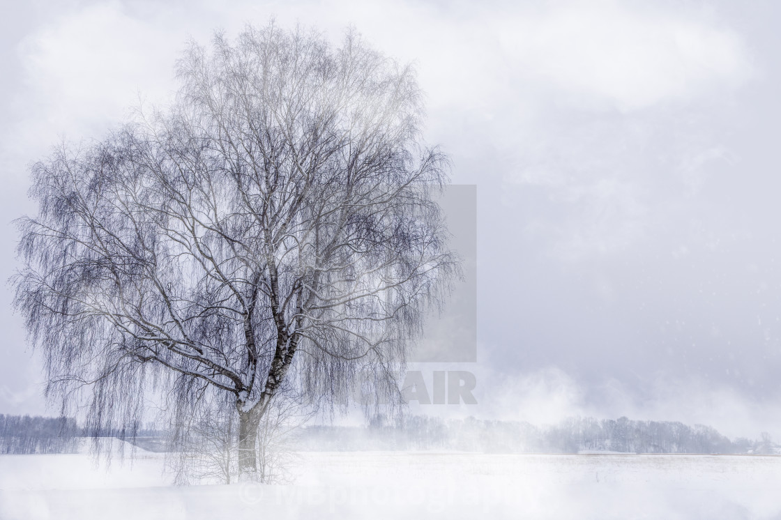 "A bare tree in a snow covered field in Bavaria" stock image