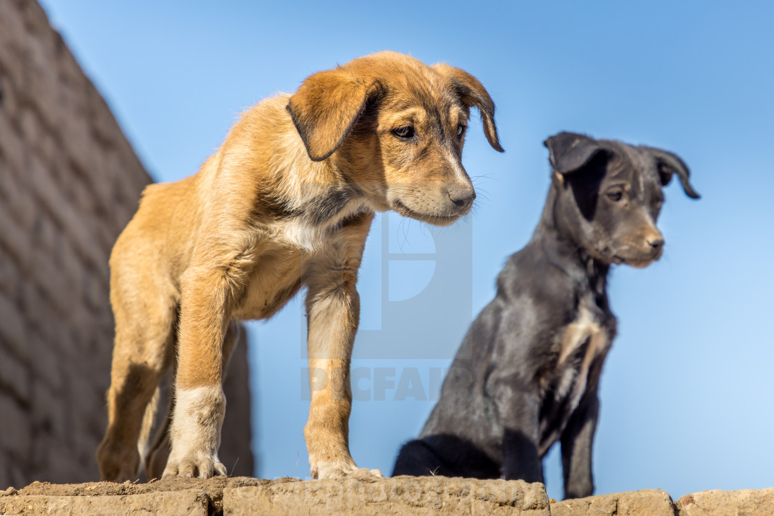 "Cute stray dog puppy on a wall in the Edfu temple, Egypt" stock image