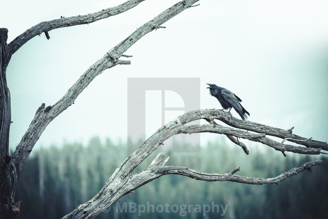 "Screaming crow sitting on a branch in the Yellowstone National Park, Wyoming" stock image