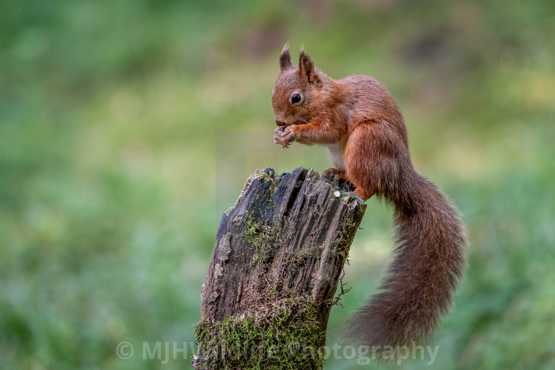 "RED SQUIRREL" stock image