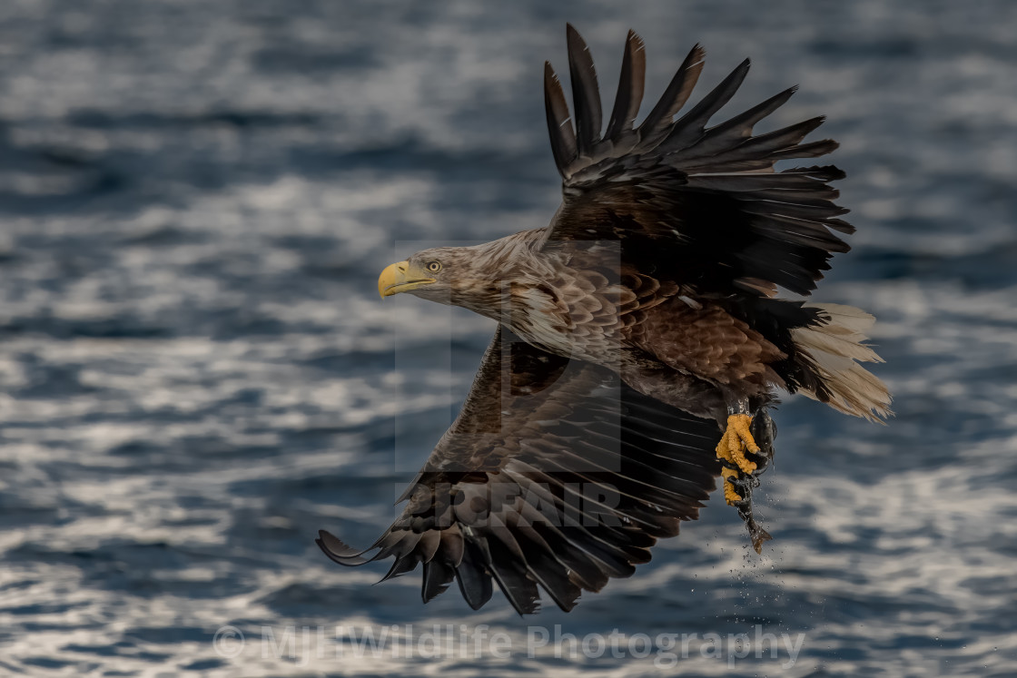 "White Tailed Sea Eagle" stock image