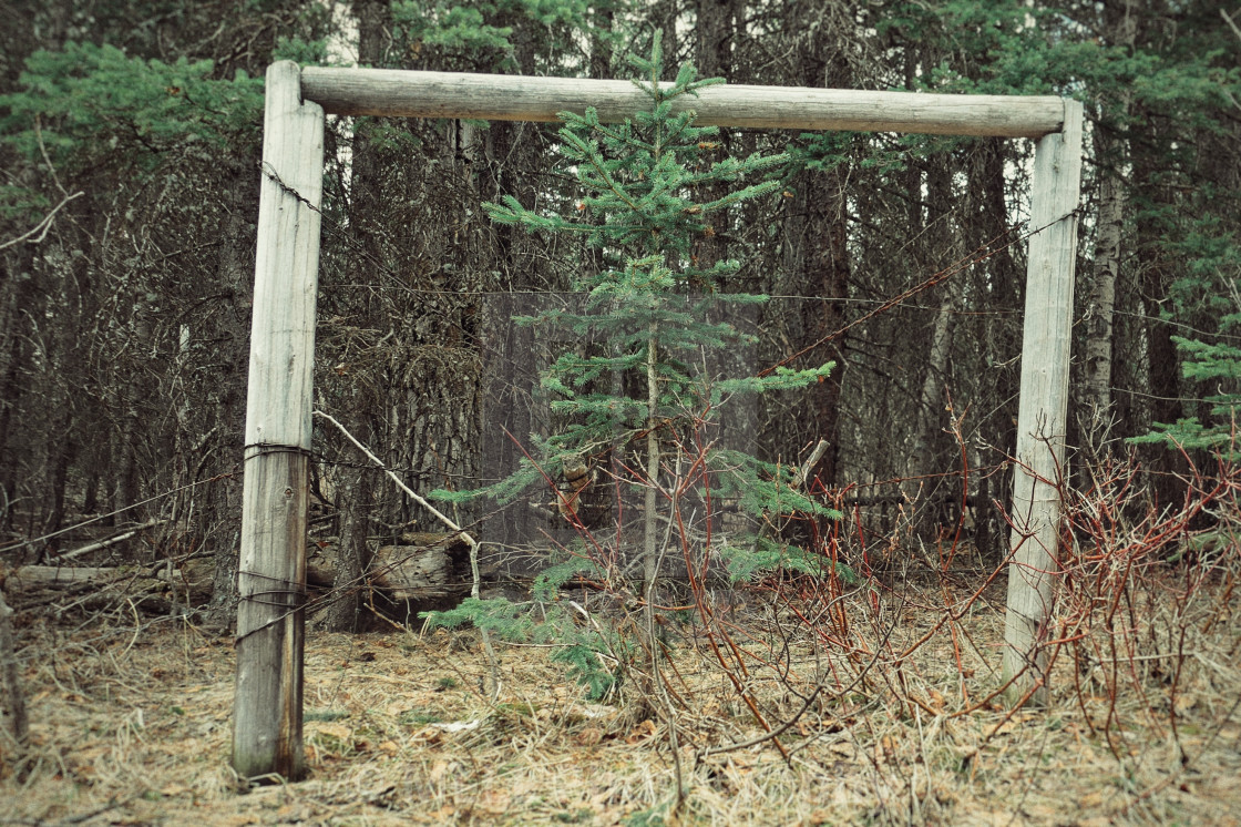 "Forest portal" stock image