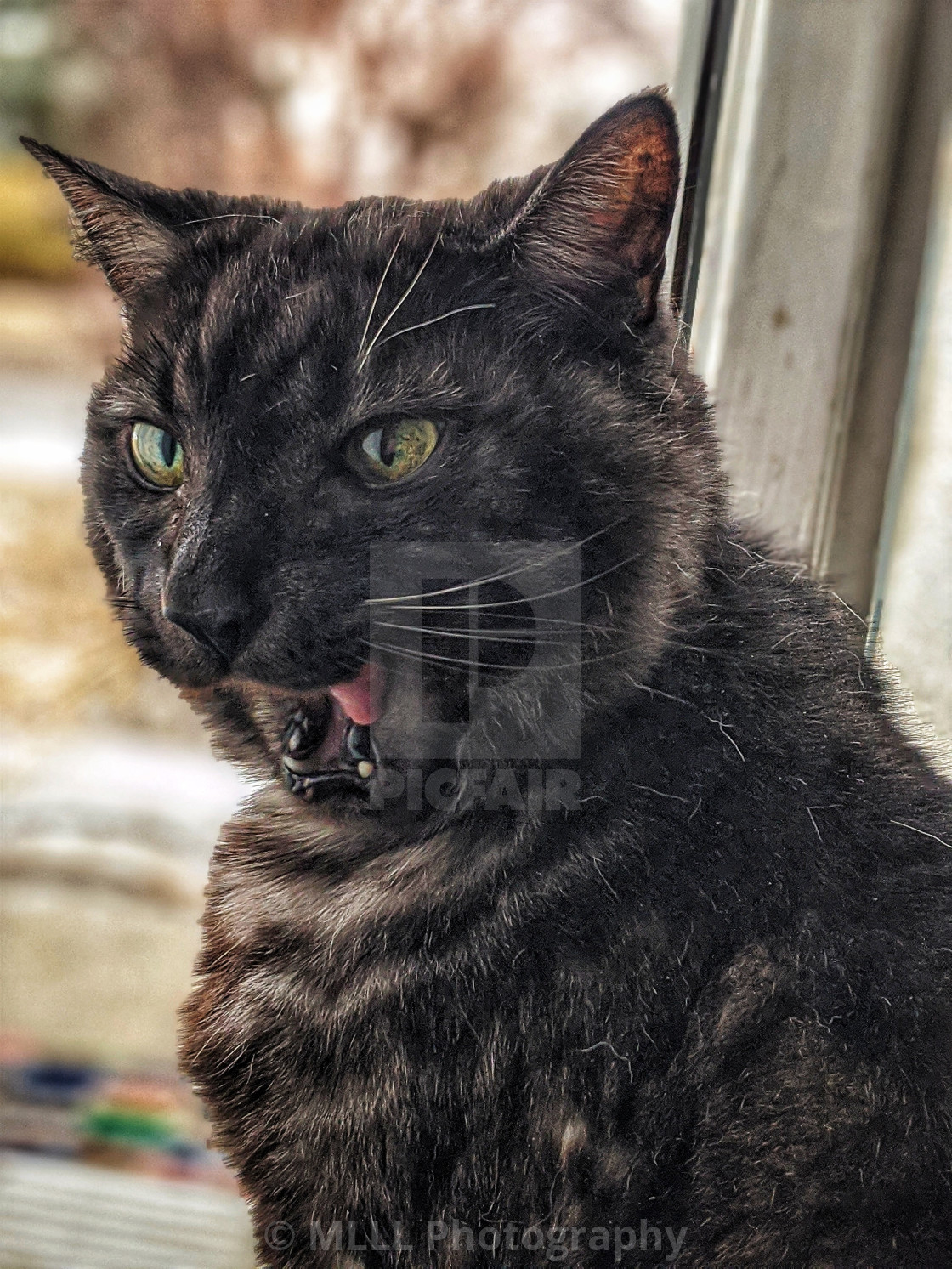"Some chops on this old cat" by MLLL Photography - $6.16 "Some chops on this old cat" stock image
