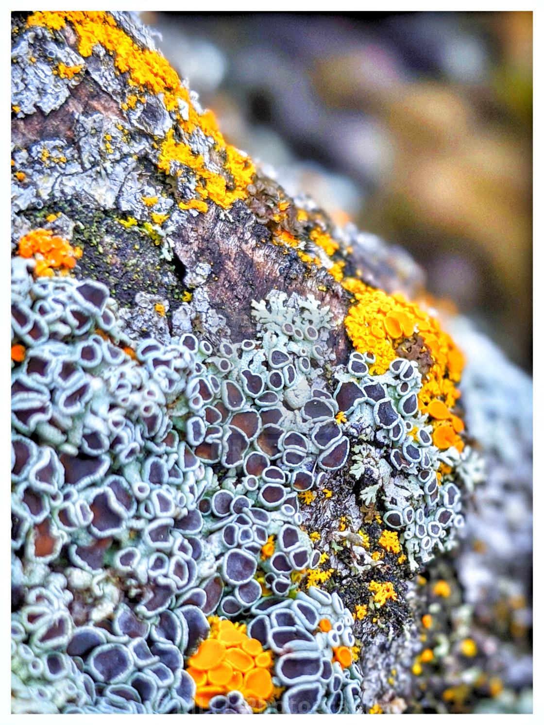 "Glorious field rock" stock image