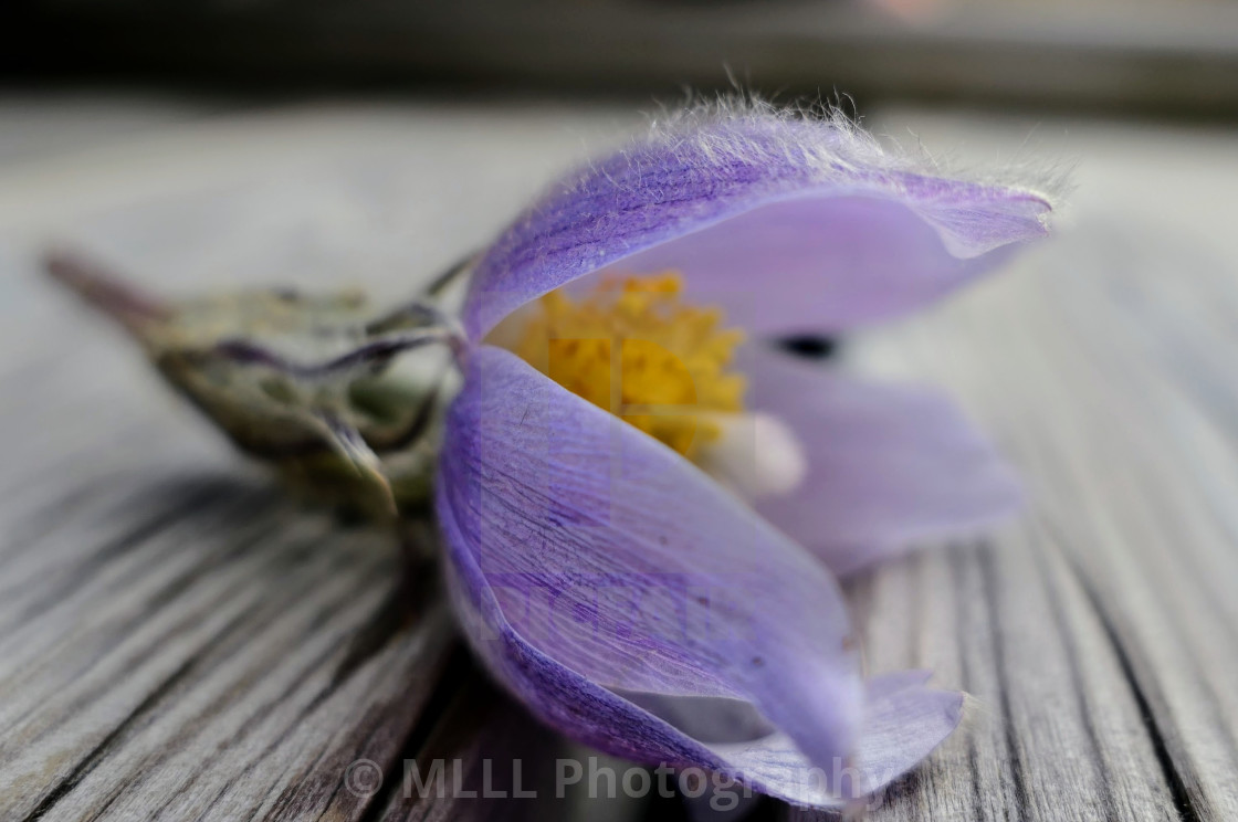"At its prime" by MLLL Photography - $6.16 "At its prime" stock image