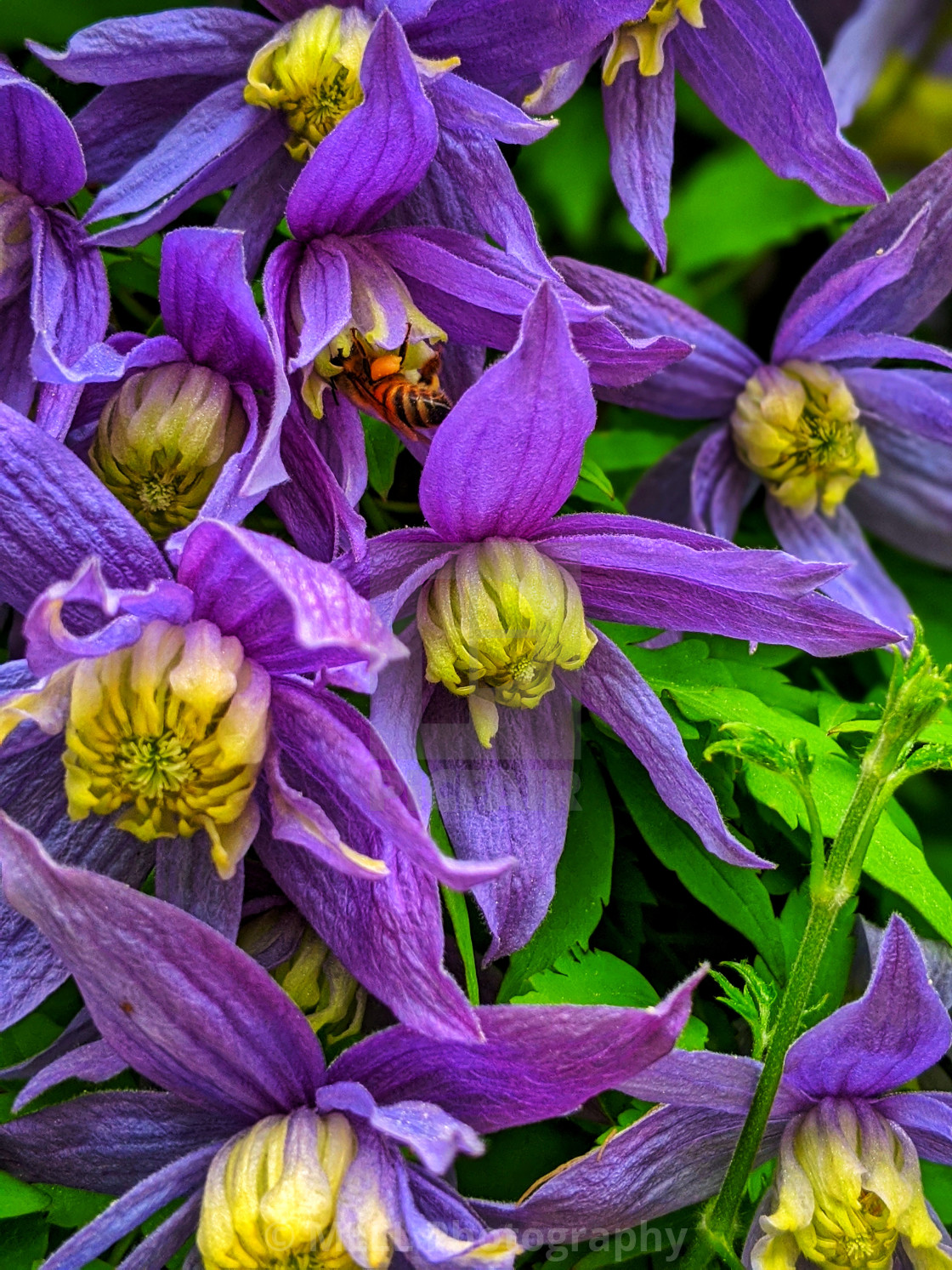 "Alpine Clematis with bee" stock image