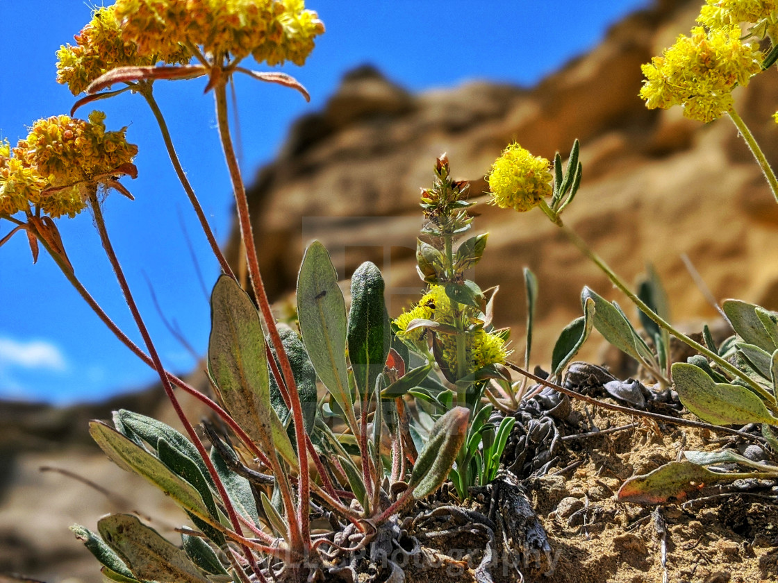 "Sulfur-buckwheat in the hoodoos" by MLLL Photography - $6.16 "Sulfur-buckwheat in the hoodoos" stock image