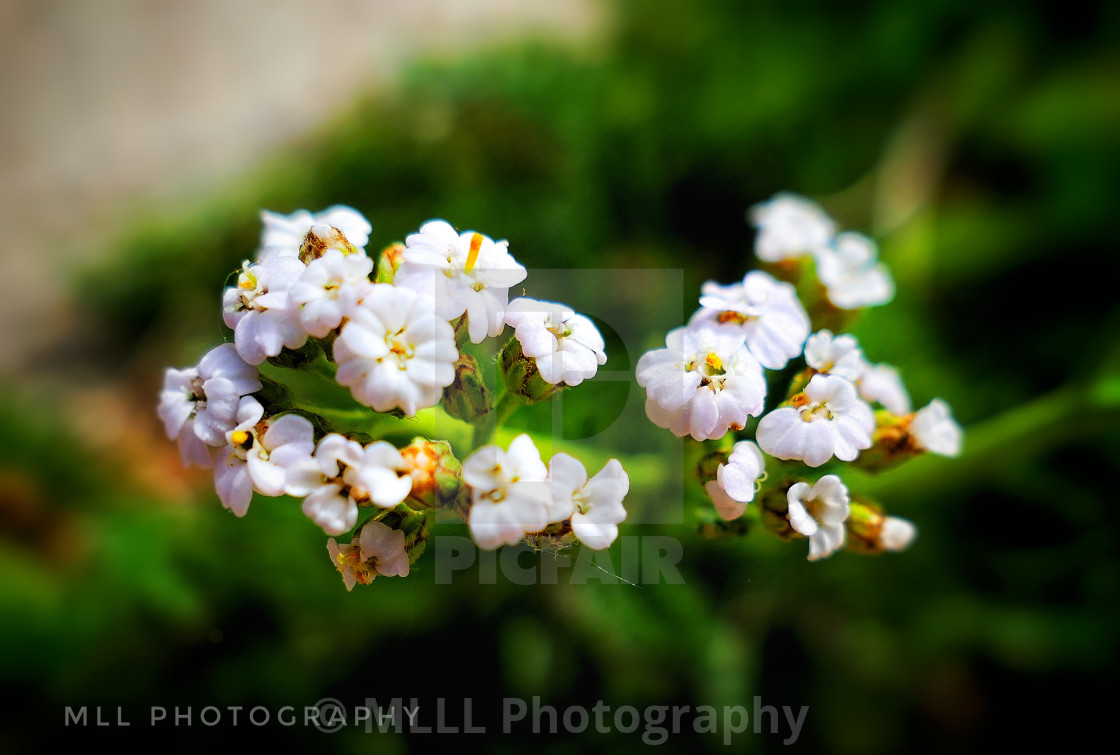 "Common yarrow" stock image