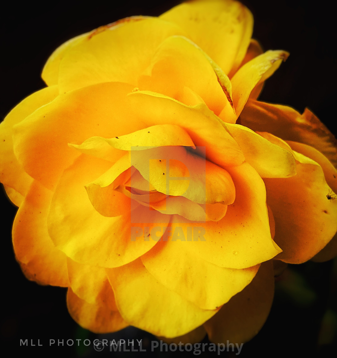 "Begonia darling" stock image