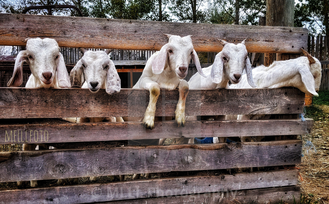 "Curious goats" stock image