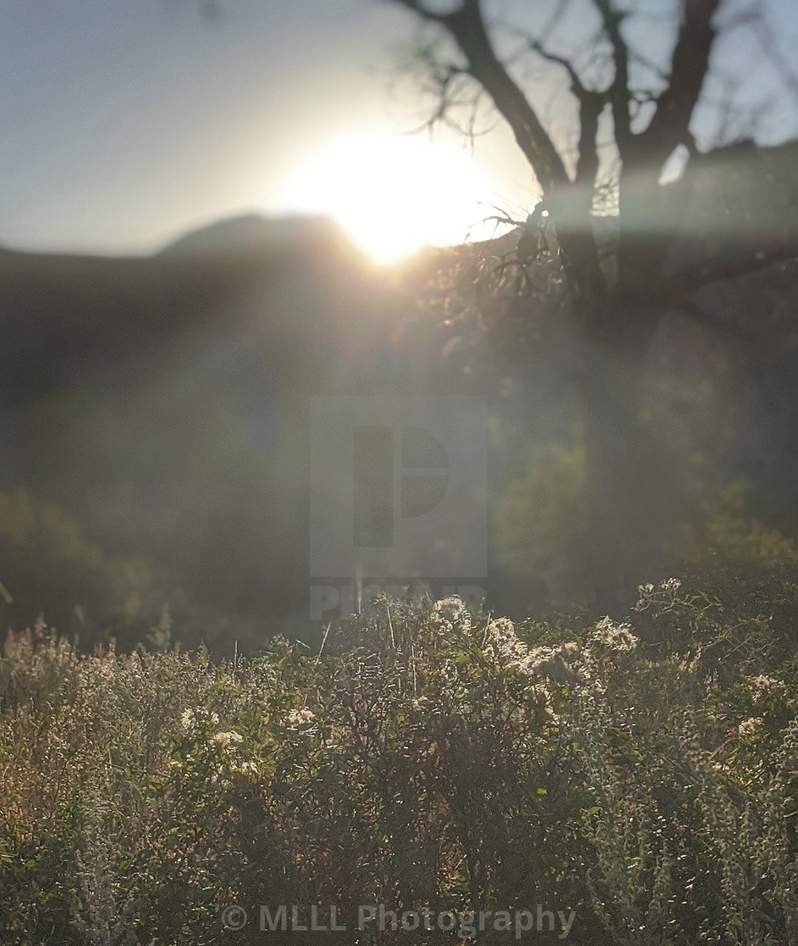 "Hazy summer morning" stock image