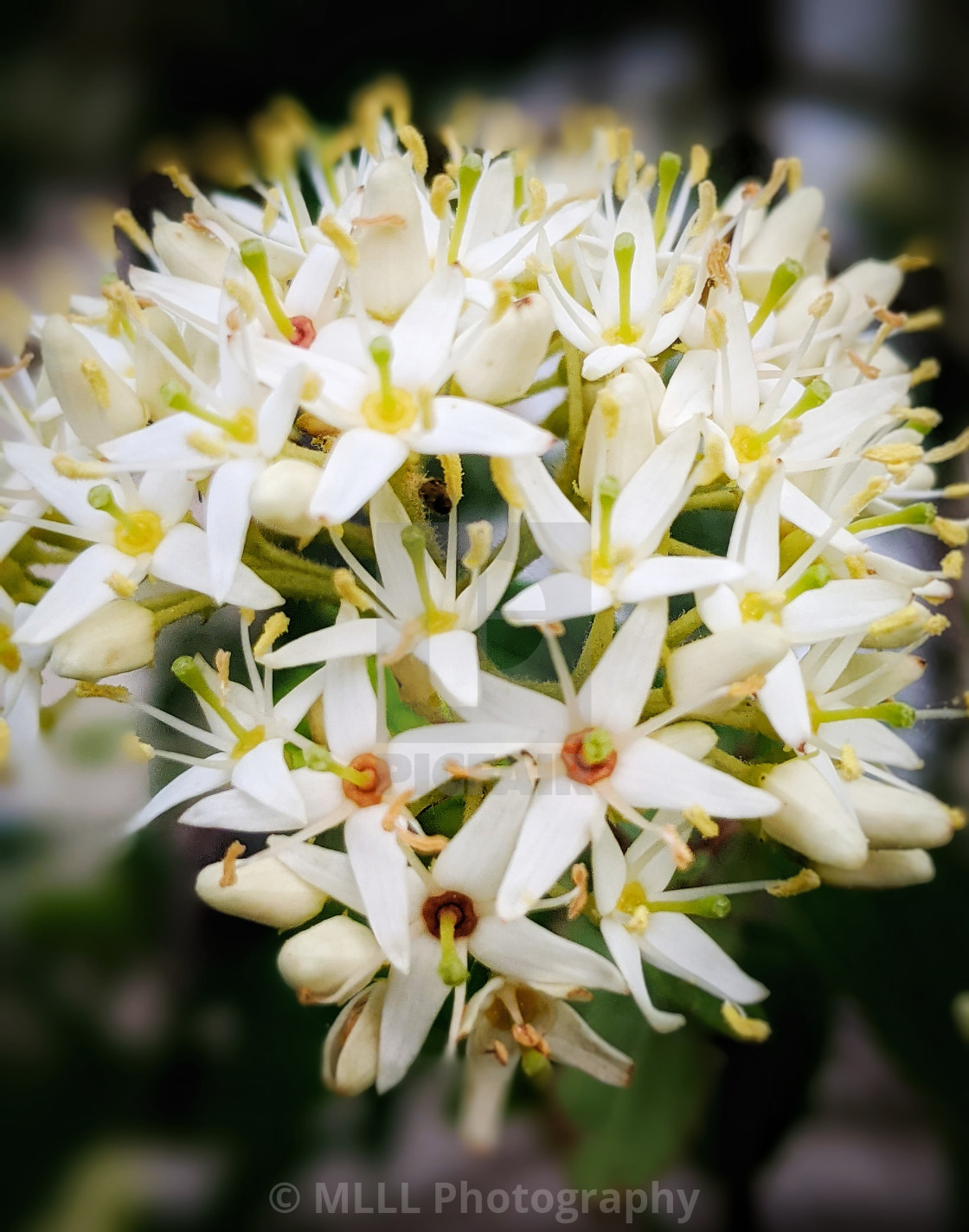 "Silky dogwood" stock image