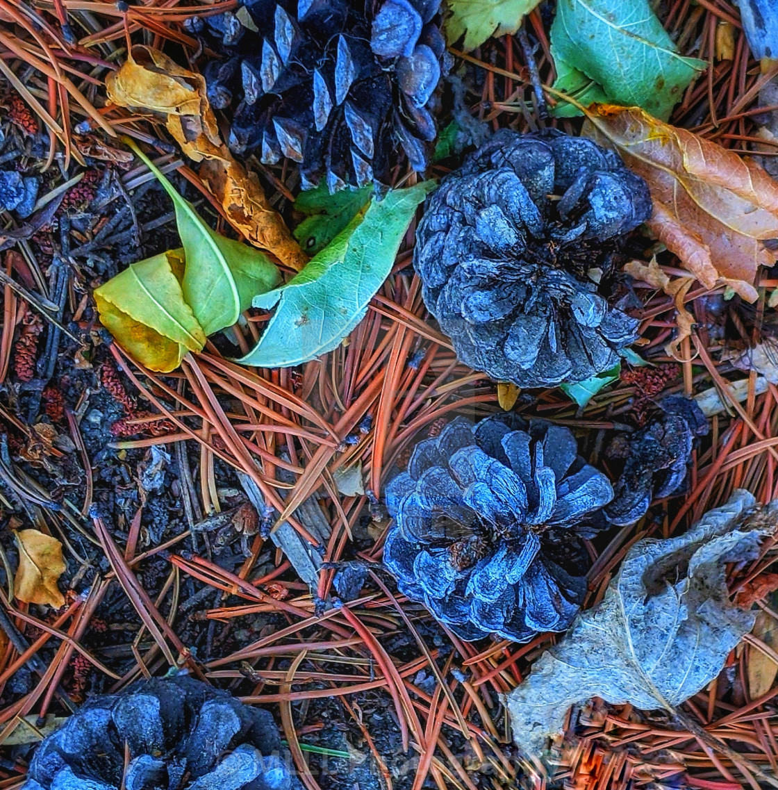 "Blueberry pine" stock image