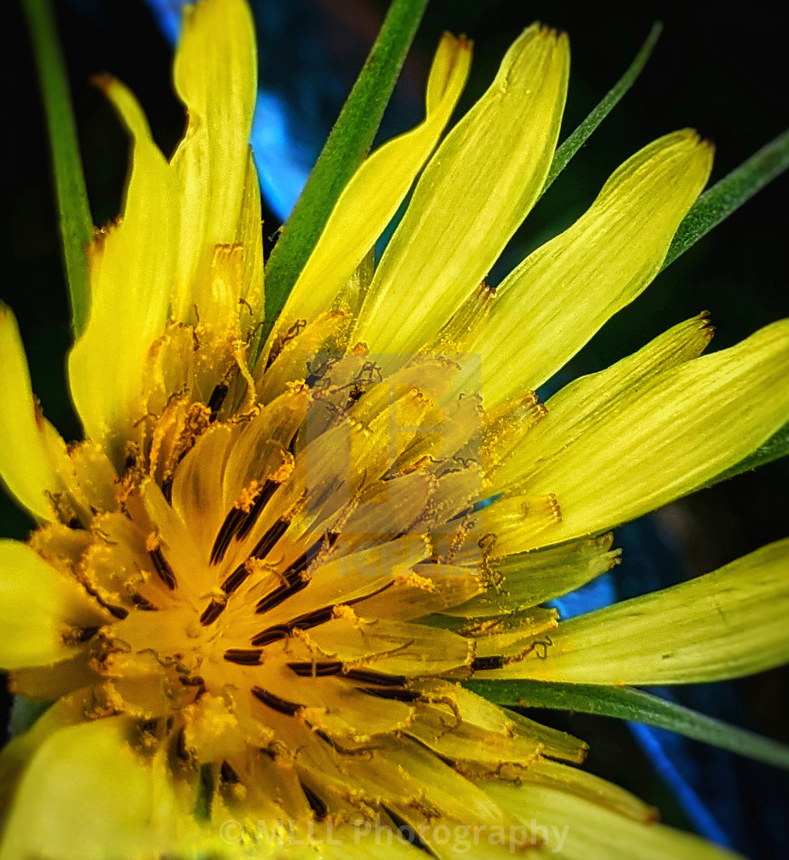 "Invasive goat's beard" stock image