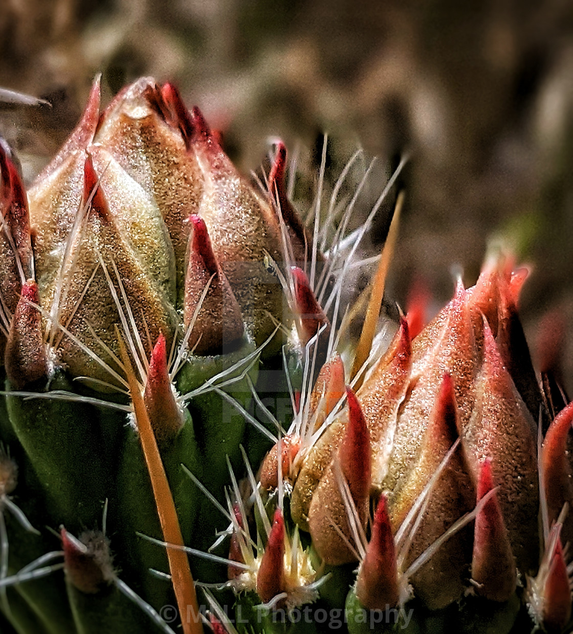 "Cactus baby" stock image