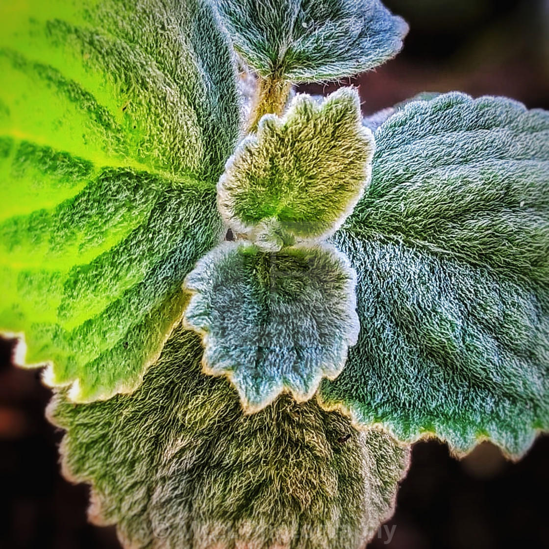 "Fuzzy garden petals" stock image