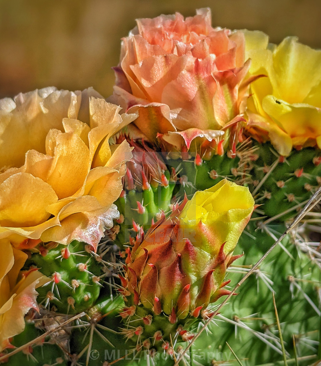 "Prickly blooming" stock image