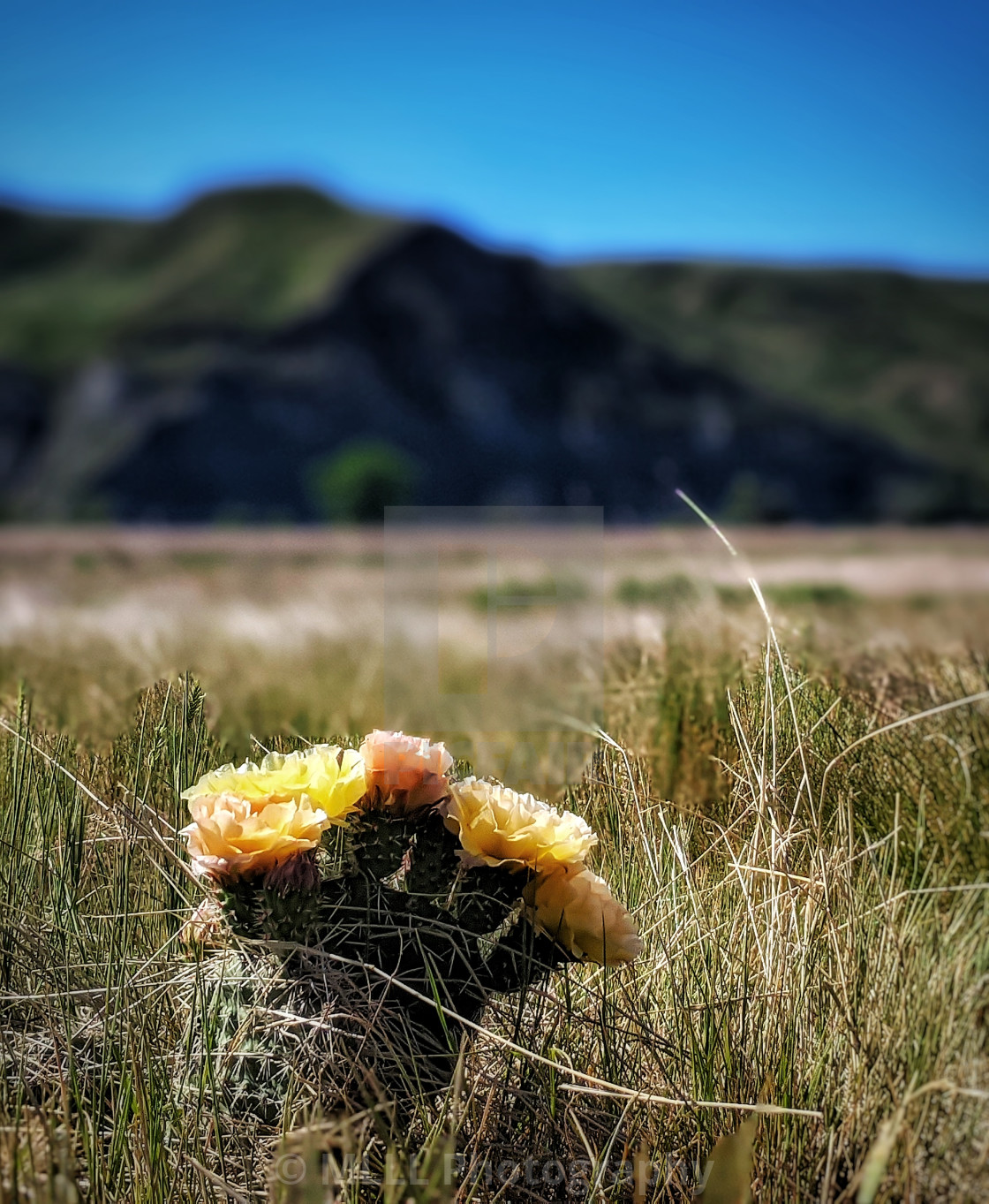 "Cactus flower on the prairies" by MLLL Photography - $22.15 "Cactus flower on the prairies" stock image