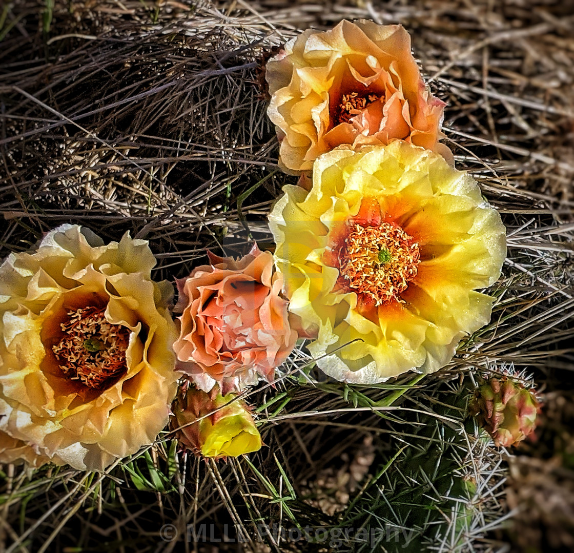 "The cactus has bloomed" stock image