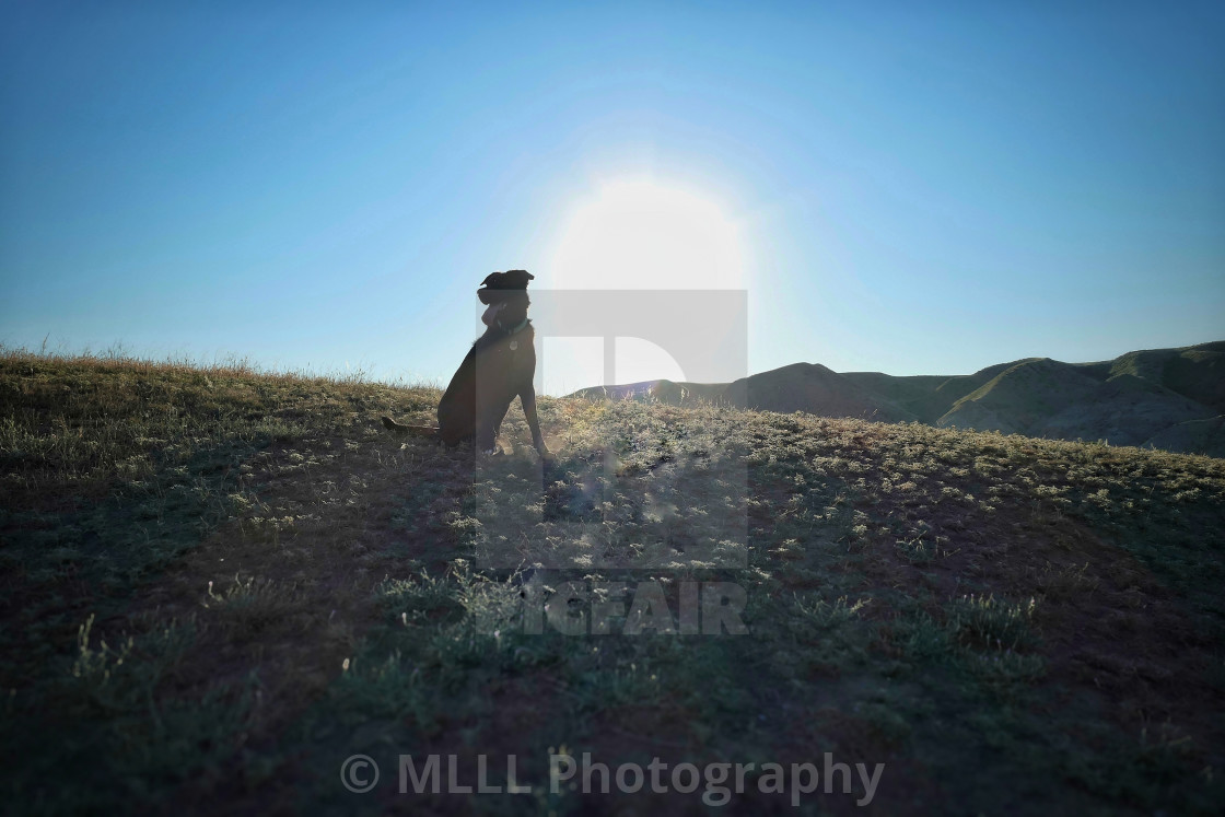 "Sun dog" stock image