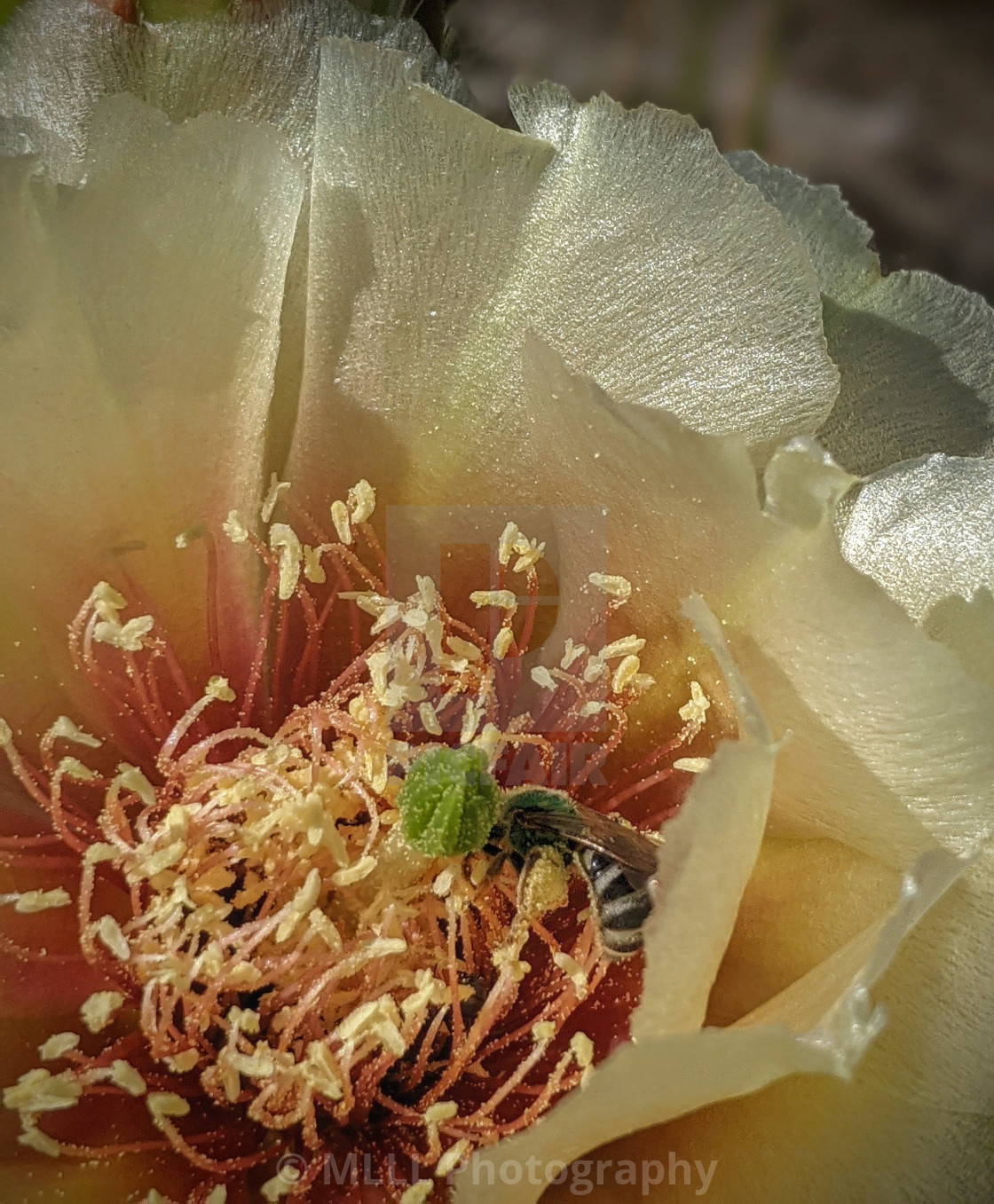 "Green bee in a cactus" stock image