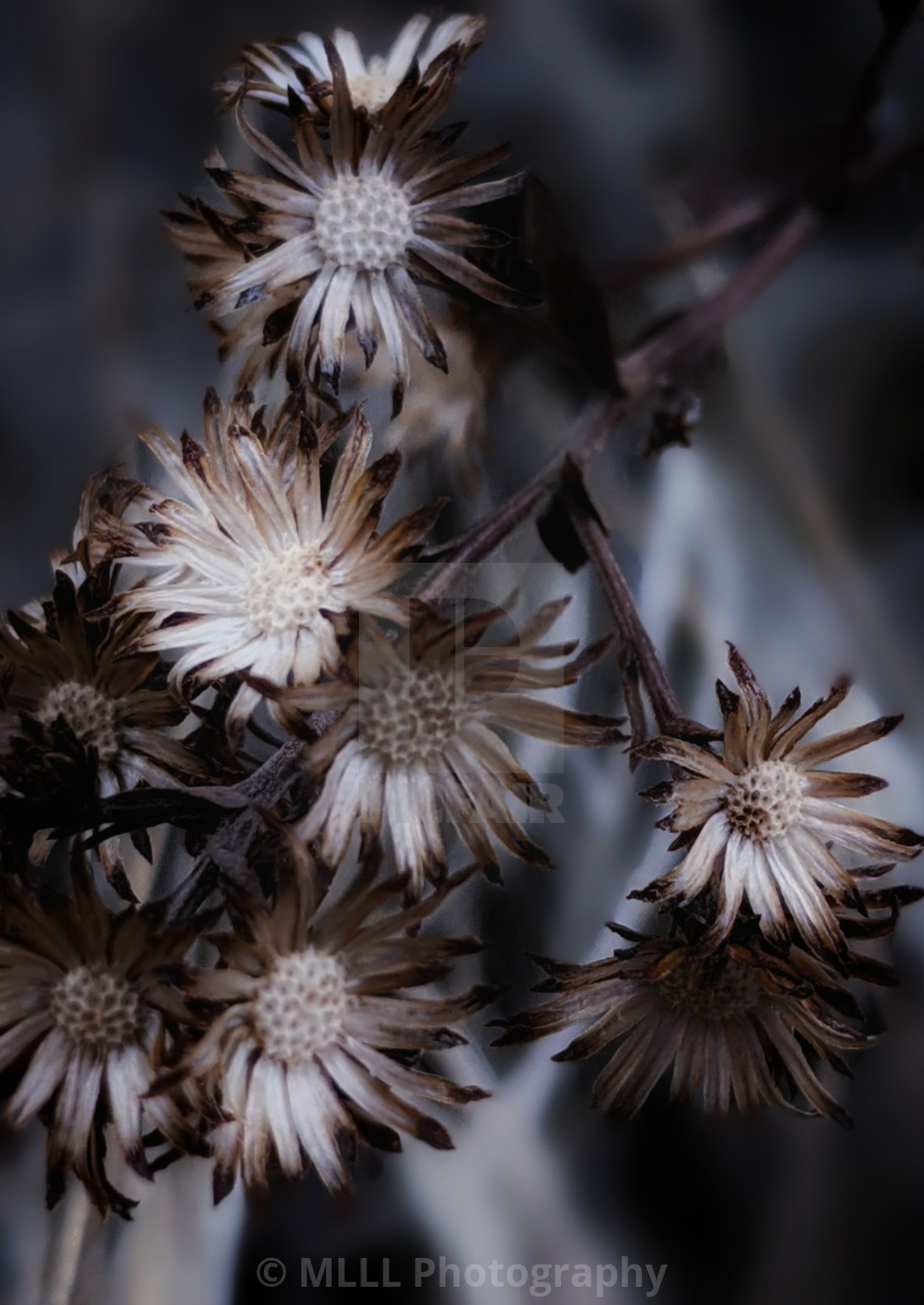 "Crunchy flowers" stock image