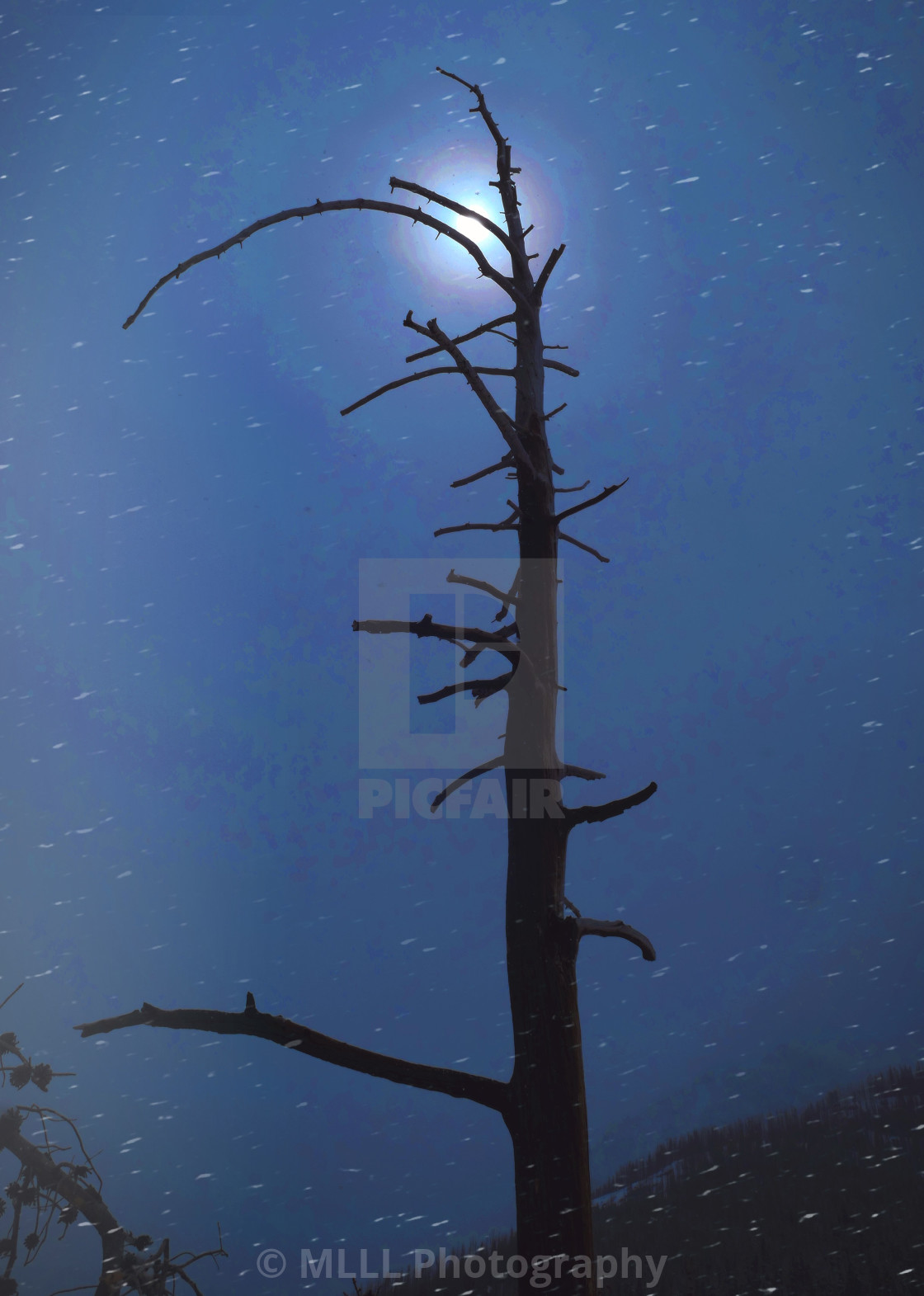 "Tree snag" stock image