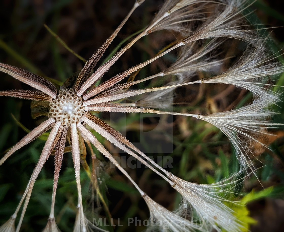 "Goat's Beard's beard" stock image