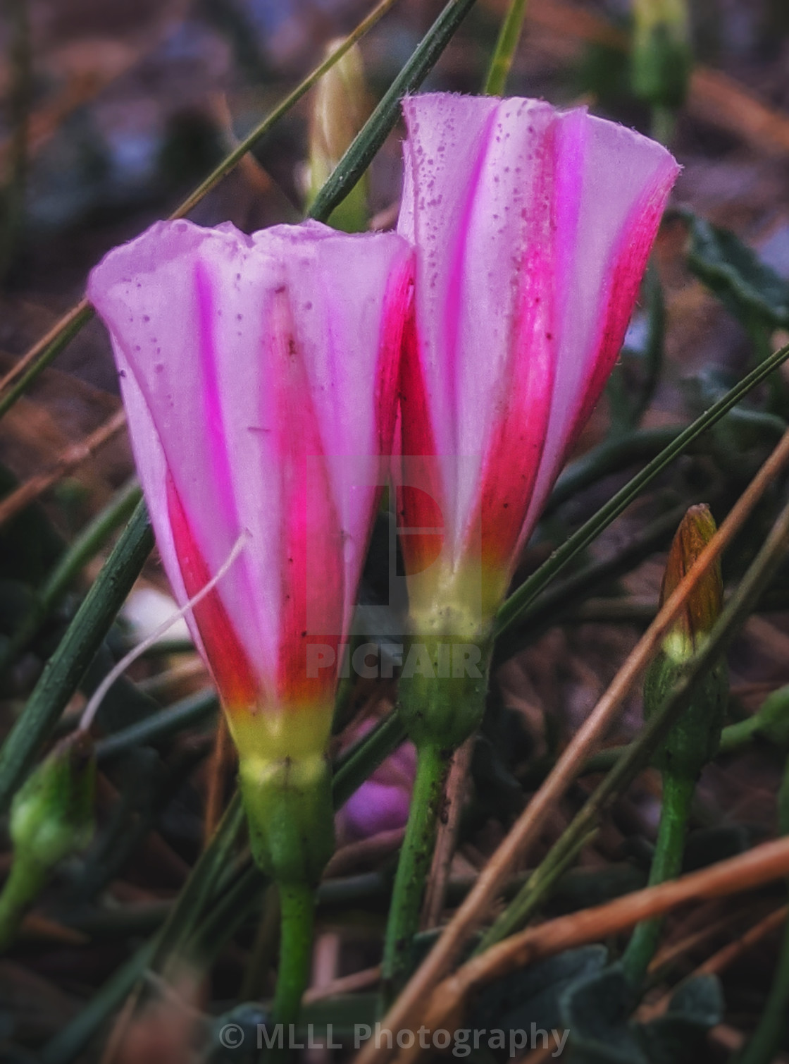 "Pink prairie flowers" stock image