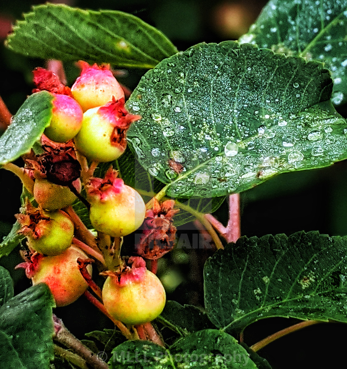 "Serviceberries in the rain" stock image