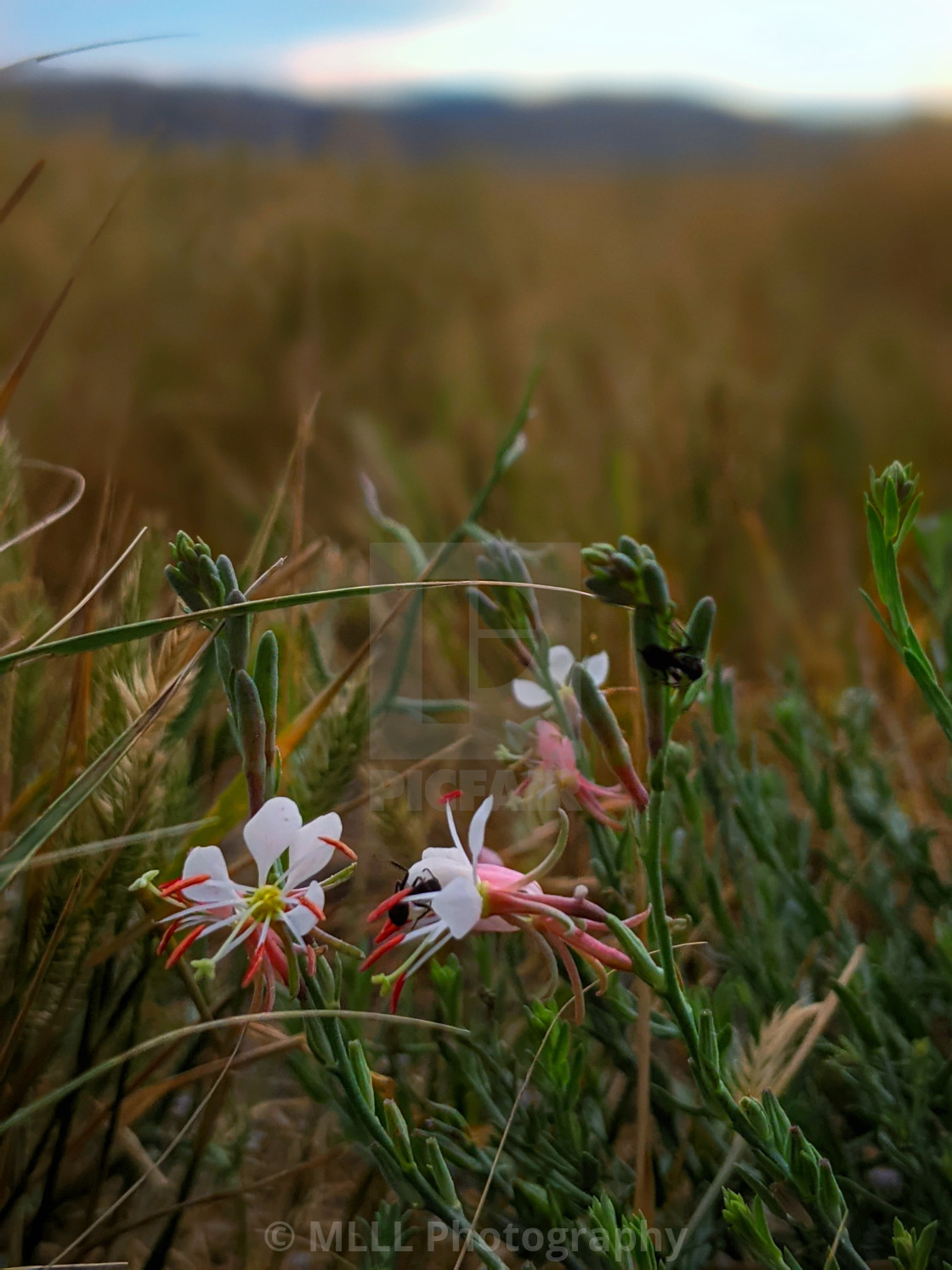 "Scarlet beeblossom" stock image