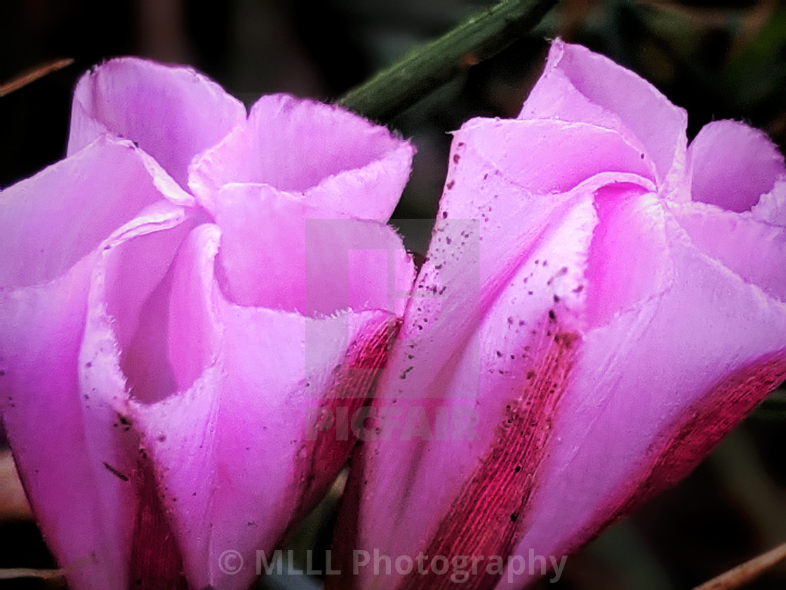 "Good morning, evening primrose" stock image