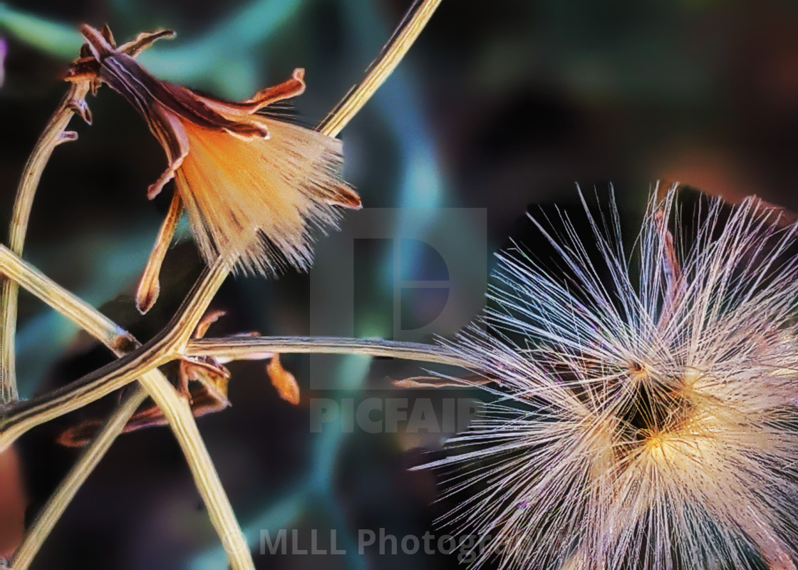 "Seed time" stock image