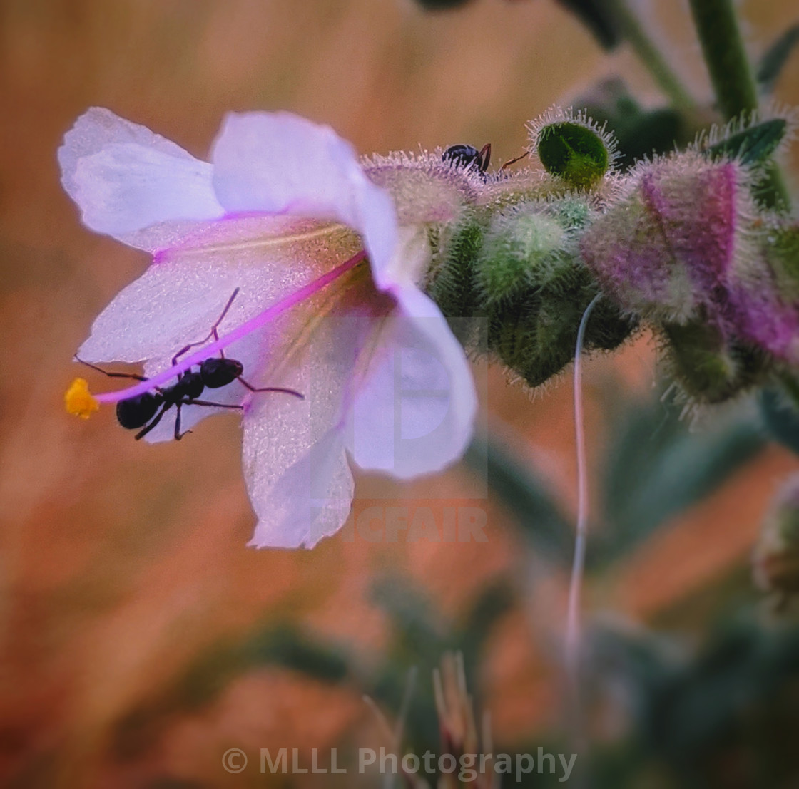 "Soft petals with ant" stock image