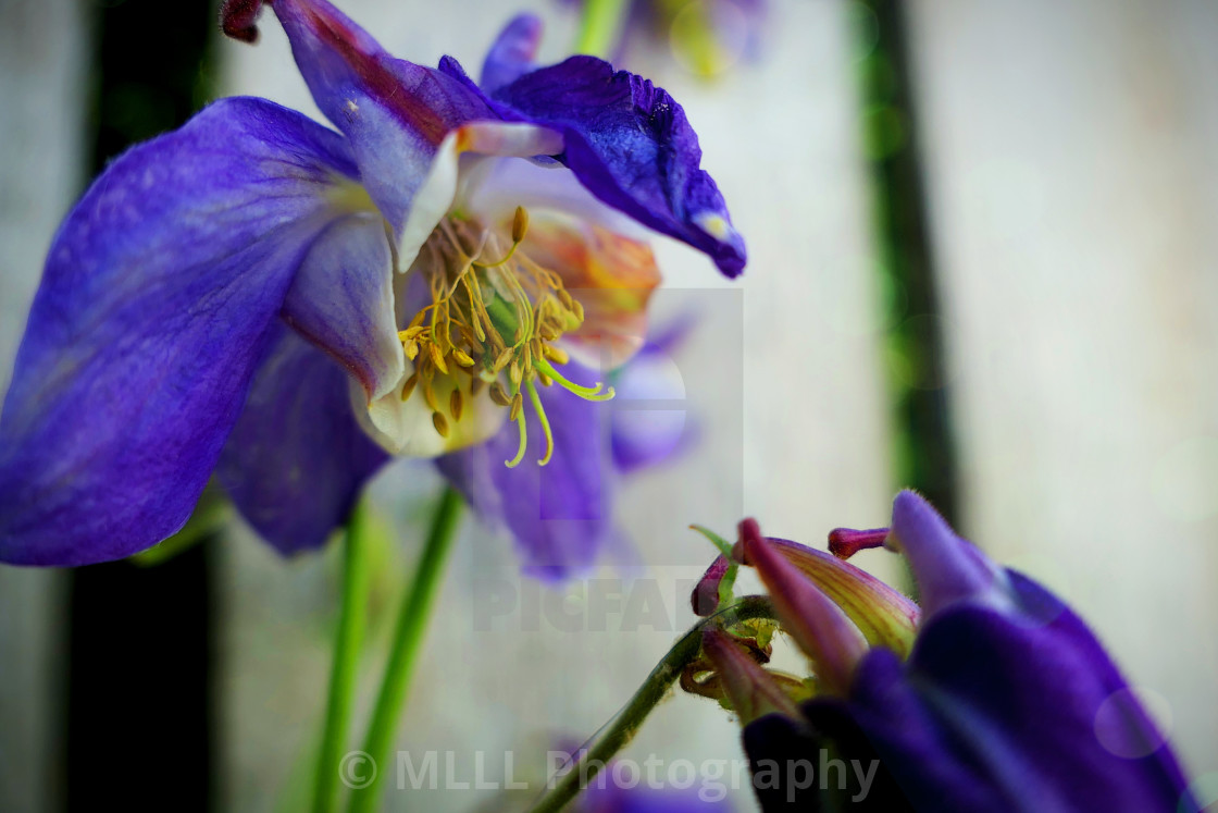 "Violets at the end" stock image