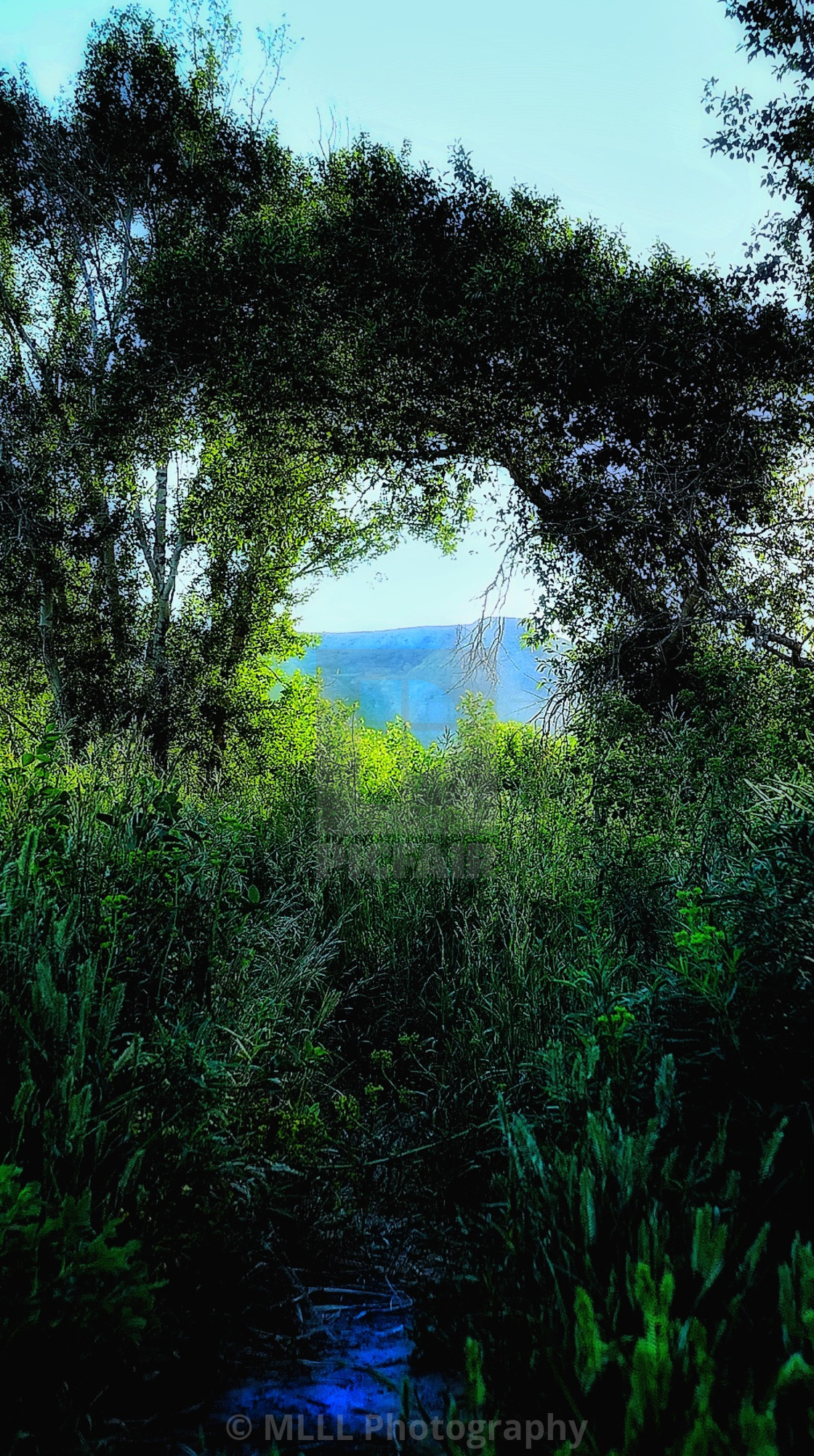 "Forest portal" stock image