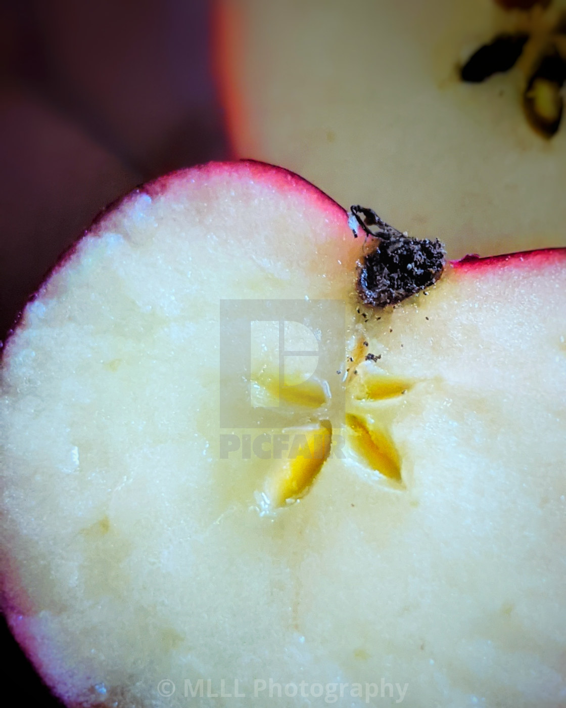 "Apple flower" stock image