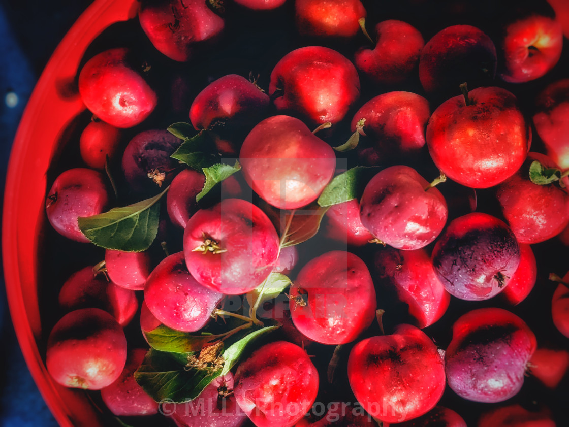 "Tiny apples" stock image