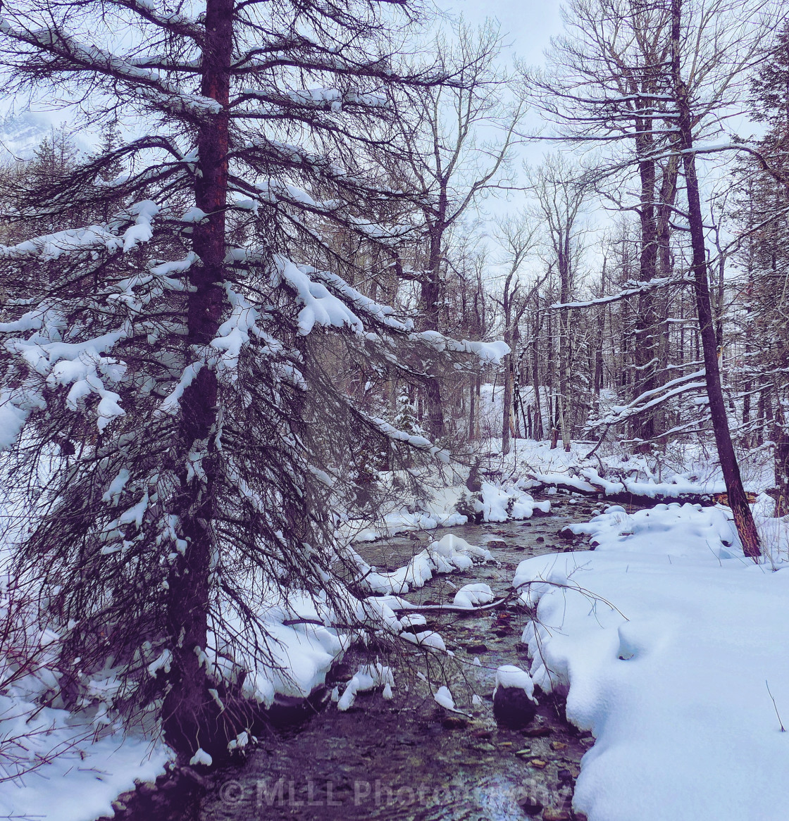 "Winter wonderland" stock image