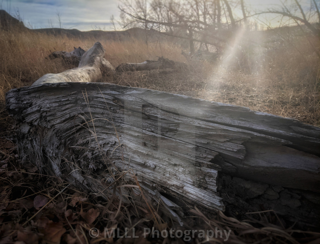 "Fallen tree" stock image